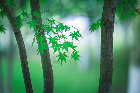 早秋的枫叶背景图片