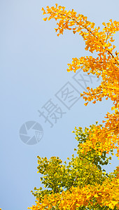 秋天的银杏叶高清图片