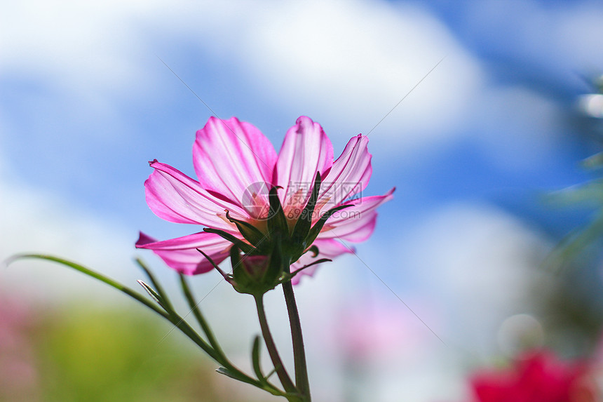 花朵盛开壁纸图片