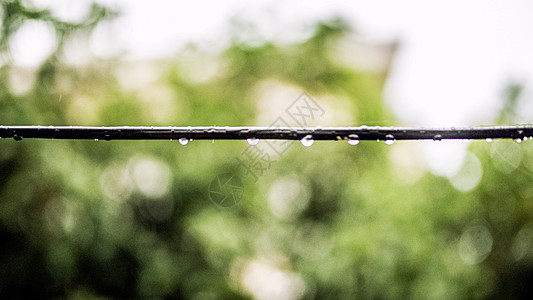 雨后水珠图片