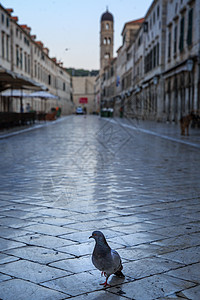 清晨广场上的鸽子图片