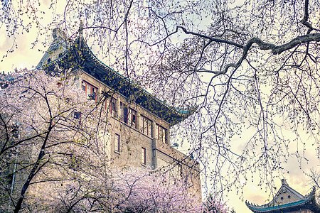 武汉大学樱花季背景