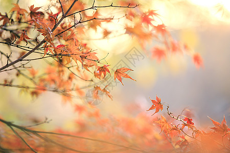 秋天的树图片