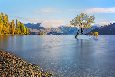 湖水中新西兰瓦纳卡湖风光背景