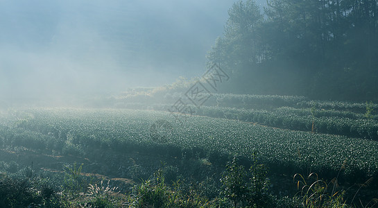 高山绿茶背景图片