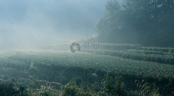 高山绿茶图片