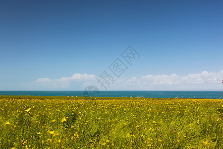 西宁青海湖秋天的油菜花和青海湖背景