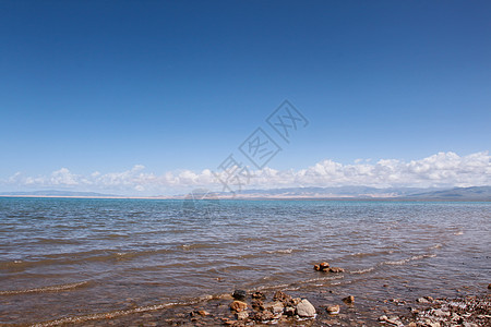 青藏牦牛秋天的青海湖背景