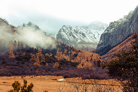 走过秋季稻城亚丁风光背景