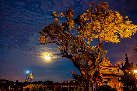 南方夜晚的树木高清图片