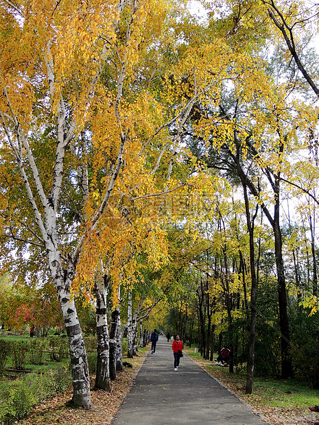 黑龙江森林植物园内秋景图片