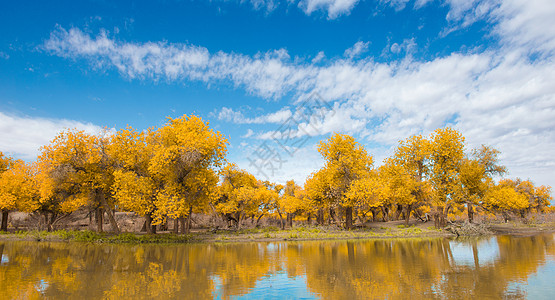 金色胡杨林胡杨倒影背景