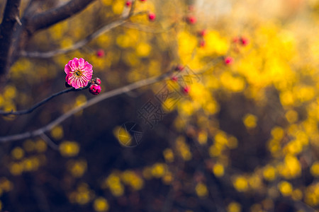 梅花开图片