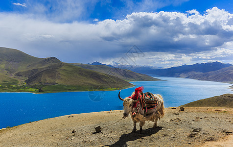 青藏牦牛西藏羊左雍措湖美丽风光背景
