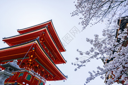 日本樱花季京都清水寺樱花背景