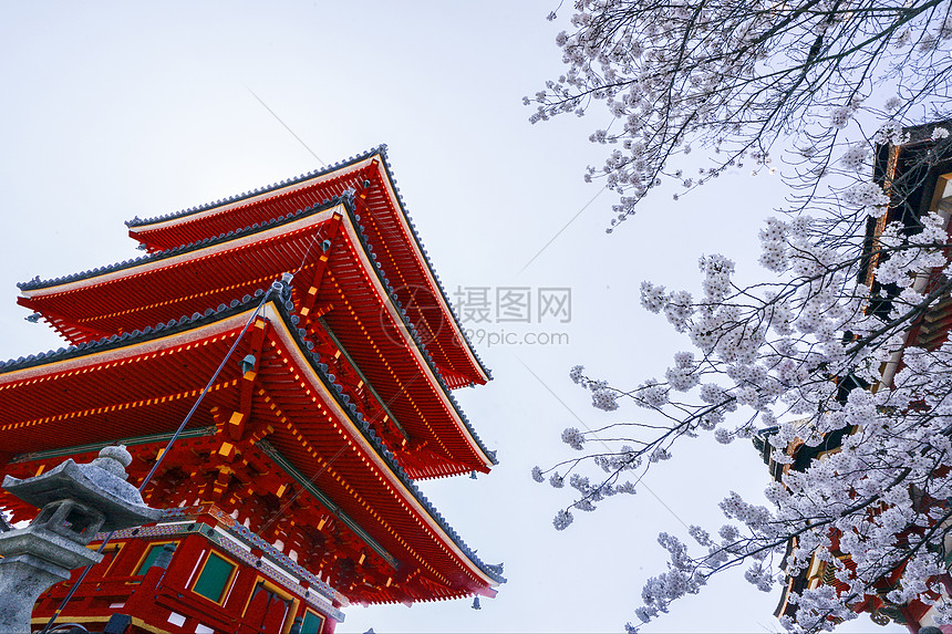 京都清水寺樱花图片