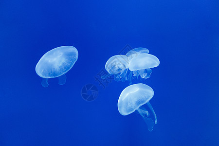海中的水母蓝色水母高清图片