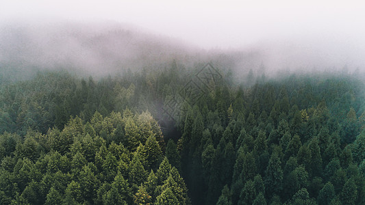 雾树迷雾森林背景