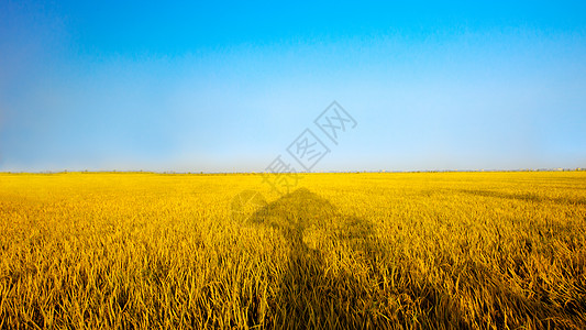 蓝天农田芒种时节的金色的稻田背景