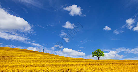 农民耕作芒种时节金色麦田背景