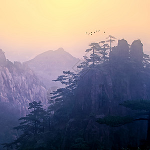 松树水墨水墨黄山背景