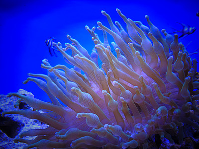 深海海参好看的海葵背景