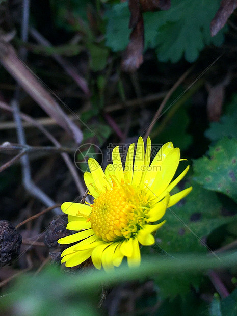 春天的菊花