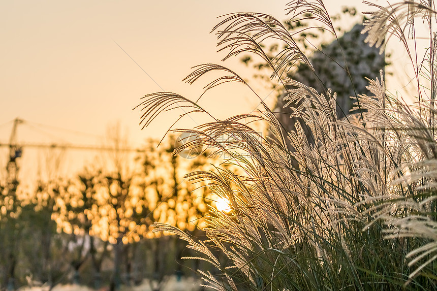 夕阳下的芦苇图片