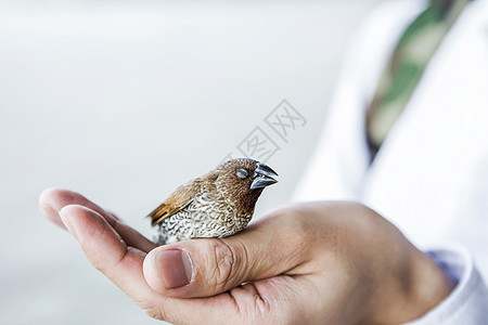保护动物受伤的小鸟图片