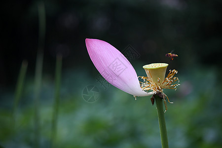 蜜梨残荷背景