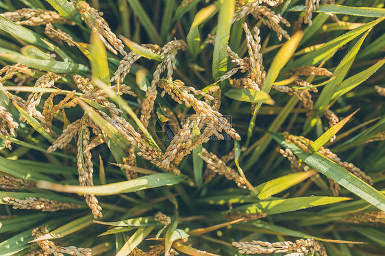 秋天成熟的水稻图片