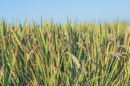 秋天成熟的水稻图片