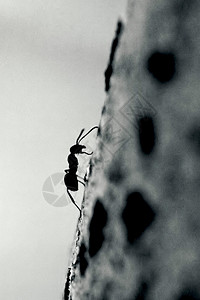 坚韧不拔的蚂蚁图片