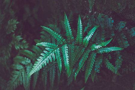 绿色植物树木山林里的花草树木背景