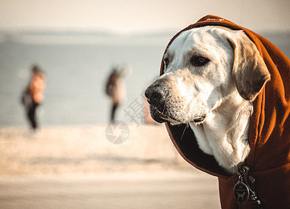 拉布拉多犬凝视前方的阿布拉多背景