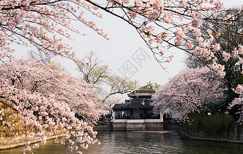 花草树木图片