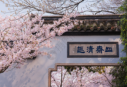 樱花树木无锡鼋头渚樱花盛开背景