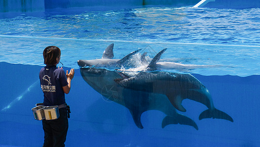 冲绳水族馆驯兽师与海豚背景