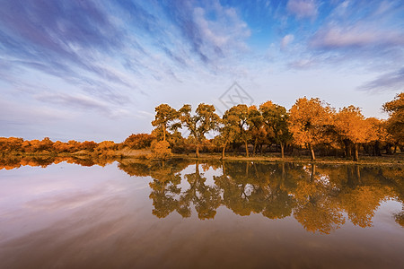 向阳之湖胡杨秋色背景