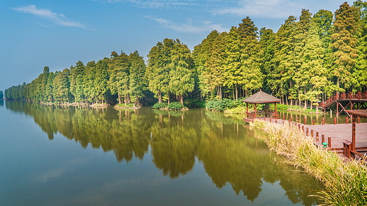 李中水上森林公园背景