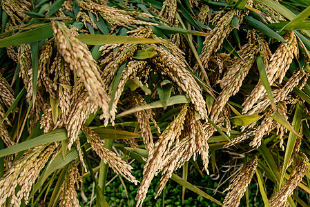 成熟的水稻谷物高清图片素材