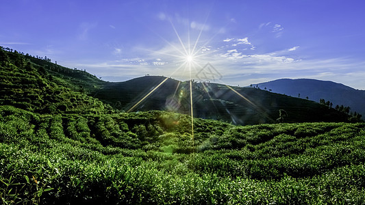 阳光照耀山茶园图片