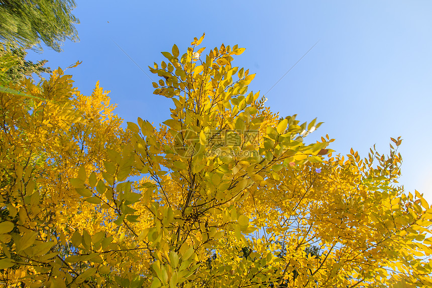 深秋泛黄的树叶图片