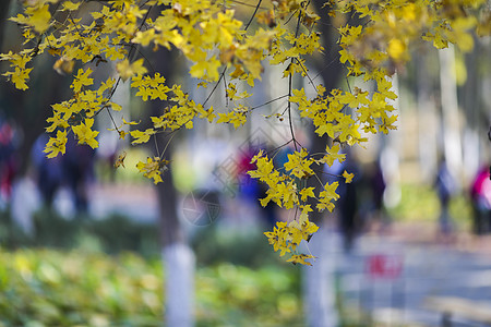 深秋的枫叶背景图片
