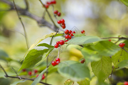 红色的浆果植物背景图片