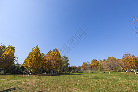 参天大树和小树深秋的树林背景