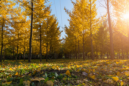院子落叶秋天黄色银杏树林背景