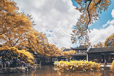 大明湖的秋季菊花展图片
