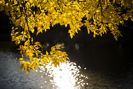 光影的秋叶图片