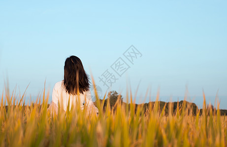 女性背影稻田里的美女背影背景